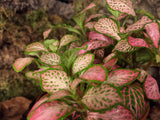 Fittonia - pink