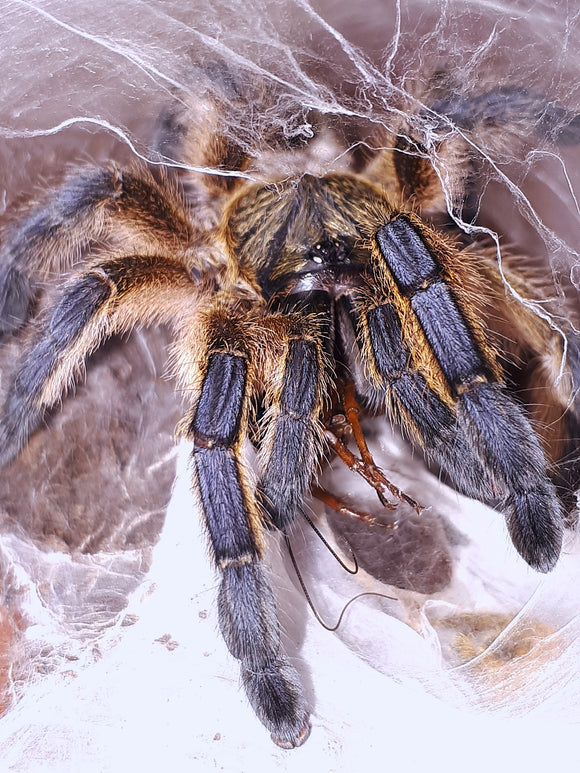 Harpactira pulchripes