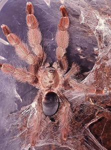 Psalmopoeus pulcher