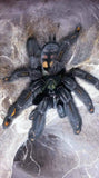 Psalmopoeus irminia