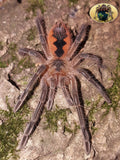 Pamphobeteus sp. Cascada