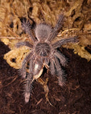 Theraphosa stirmi