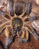 Harpactira pulchripes