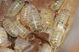 Armadillidium vulgare "magic potion"