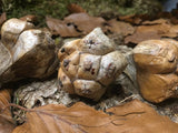 Pandanus Pod