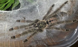 Psalmopoeus cambridgei