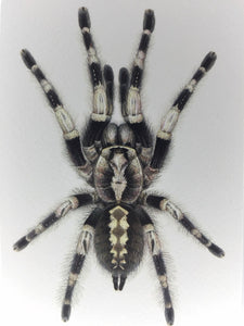 Poecilotheria miranda - Kunstdruck DIN A6