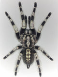 Poecilotheria miranda - Kunstdruck DIN A6