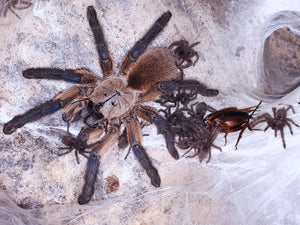 Monocentropus balfouri