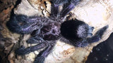 Avicularia purpurea