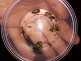 Armadillidium gestroi