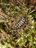 Armadillidium gestroi