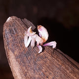 Hymenopus coronatus