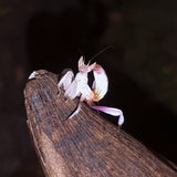 Hymenopus coronatus