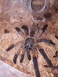 Monocentropus balfouri