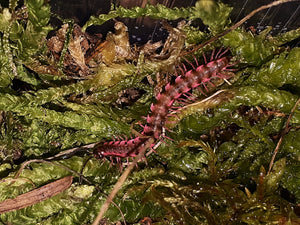 Desmoxytes planata - "Rosa Drachenfüßer"