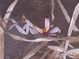 Hymenopus coronatus