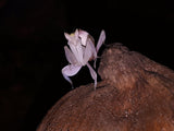 Hymenopus coronatus