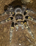 Grammostola pulchripes