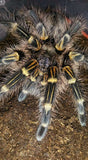 Grammostola pulchripes