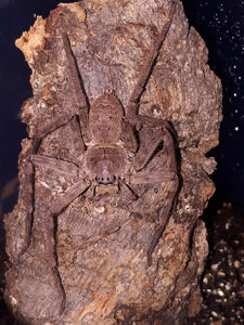 Heteropoda dagmare