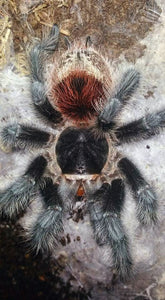 Grammostola iheringi