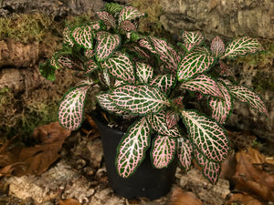 Fittonia - grün-pink