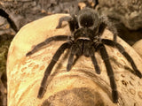 Grammostola quirogai