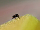 Phidippus regius "Rastafari" (Springspinne)