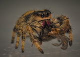 Phidippus regius "Nord Florida" (Springspinne)