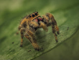 Phidippus regius "Nord Florida" (Springspinne)