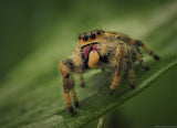 Phidippus regius "Nord Florida" (Springspinne)