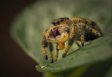 Phidippus regius "Nord Florida" (Springspinne)