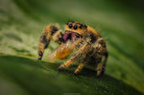 Phidippus regius "Nord Florida" (Springspinne)