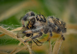 Phidippus regius "Nord Florida" (Springspinne)