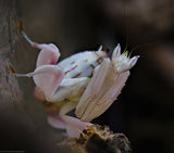 Hymenopus coronatus