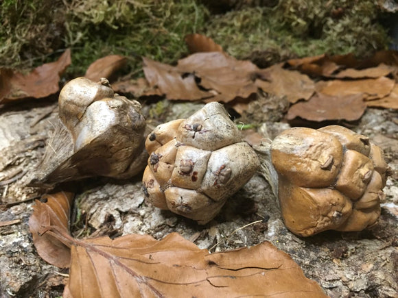 Pandanus Pod