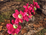 Magnolie pink Kunstpflanze