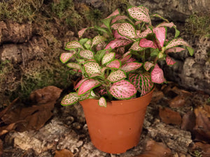 Fittonia - pink