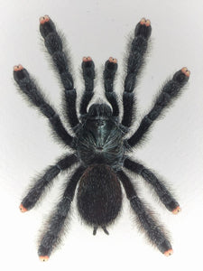 Avicularia avicularia - Kunstdruck DIN A6