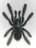 Avicularia avicularia - Kunstdruck DIN A6