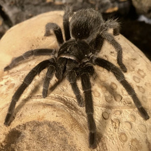 Grammostola quirogai