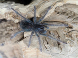 0.1 Xenesthis intermedia