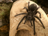 Grammostola quirogai