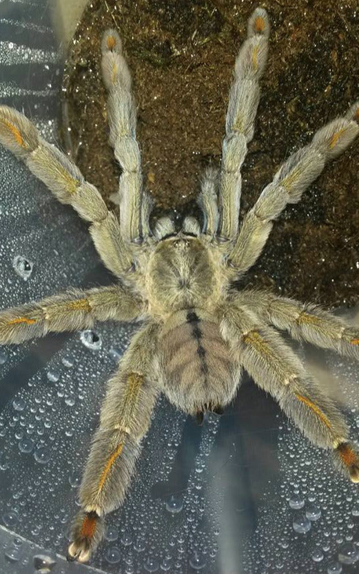 Psalmopoeus cambridgei