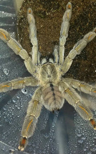 0.1 Psalmopoeus cambridgei