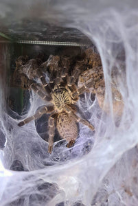 Pterinochilus murinus dcf "Mikumi"