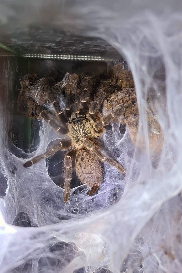 Pterinochilus murinus dcf 