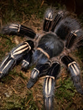 0.1 Aphonopelma seemanni