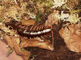 Scolopendra dehaani "Orange Legs"